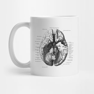 Human Brain Diagram - Anatomy Mug